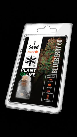 Semillas Blueberry 60 / Blueberry 60 Seeds